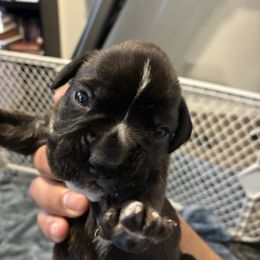 Oreo - Brindle male Boxer puppy in Arkansas from Esquivel Boxers