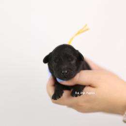 King - Black male Cavapoo puppy in Republic, Missouri from Red Skye Puppies