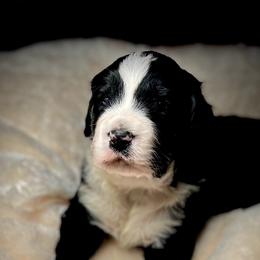American Eskimo Dog and Bernedoodle Puppies from Shadow Kennels