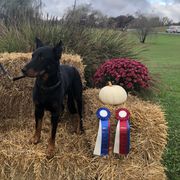 KO - Beauceron