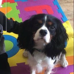 Teddy - Cavalier King Charles Spaniel