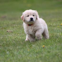 Golden Retriever Puppies from OPK GOLDENS