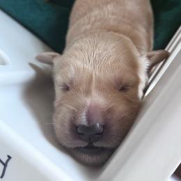 Washington--Grey - Light golden male Golden Retriever puppy in Kenosha, Wisconsin from Gail’s Goldens