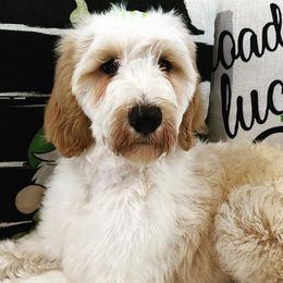 Girl 2 - Parti Goldendoodle puppy in New Bern, North Carolina from Oodles of Doodles