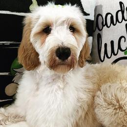 Girl 2 - Parti Goldendoodle puppy in New Bern, North Carolina from Oodles of Doodles