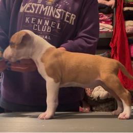Hot Rod - Red male American Staffordshire Terrier puppy in Indianapolis, Indiana from Bellastaff