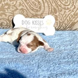 Cupid - Blenheim male Cavapoo puppy in Fort Worth, Texas from Creekwood Miniature Cavapoos