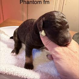 Sandy - Phantom female Poodle puppy in Washington, Pennsylvania from Patriotic Poodles