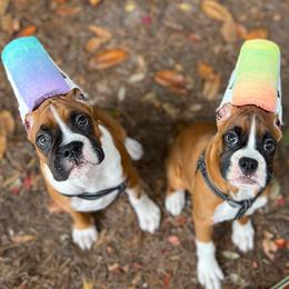 Boxer Puppies from Archangel Boxers