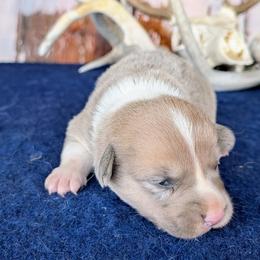 Almanzo Wilder - Fawn merle male American Corgi puppy in Shawnee, Oklahoma from Sunray Ranch