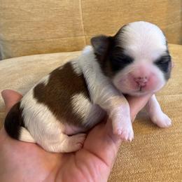 Akc - Gold and white male Shih Tzu puppy in Long Beach, California from Prieto Shih-Tzu's