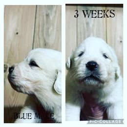 Boy 1 - Great Pyrenees puppy in Gibsonia, Pennsylvania from Little Deer Creek Farm AKC Great Pyrenees