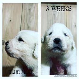 Boy 1 - Great Pyrenees puppy in Gibsonia, Pennsylvania from Little Deer Creek Farm AKC Great Pyrenees