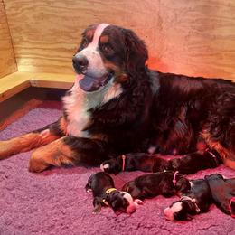 Bernese Mountain Dog Puppies from Must B Buffalo Berners