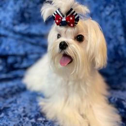 Cowboy - Maltese
