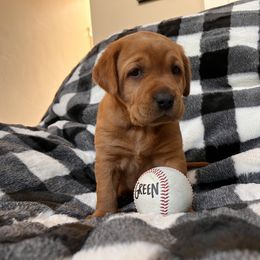 Labrador Retriever Puppies from SR Kennels