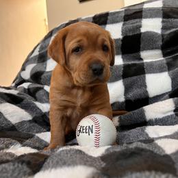 Labrador Retriever Puppies from SR Kennels