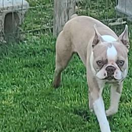 Leo - Boston Terrier