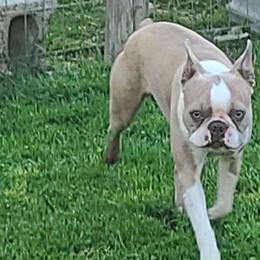 Leo - Boston Terrier