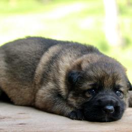 Orex - Sable male German Shepherd puppy in Cumming, Georgia from Cainedelup