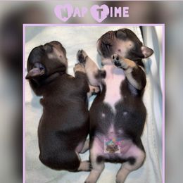 French Bulldog Puppies from Briyana Leighs Litters LLC