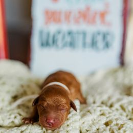 Tweed - Apricot male Goldendoodle puppy in Ludington, Michigan from WestShoreDoodles