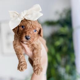 Apple Cider - Red  female Goldendoodle puppy in Hopkins County, Texas from Boutique Doodles
