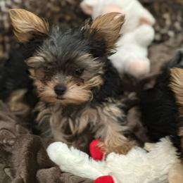 Binx - Black and gold male Yorkshire Terrier puppy in Rockdale, Texas from Susie’s Sassy Yorkies