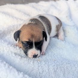 Missy - White and tan female Russell Terrier puppy in Sandown, New Hampshire from Patch Wood Irish Jacks