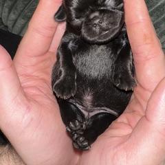 Brussels Griffon All Grown Up from Lavish Griffons