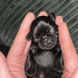 Brussels Griffon All Grown Up from Lavish Griffons