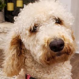 Double Doodles, Goldendoodles, and Labradoodles from Godley Doodles Of Texas
