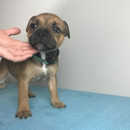 "Oaklee" - Red Staffordshire Bull Terrier puppy in Kentucky from Hunter's Staffordshire Bull Terriers
