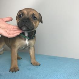 "Oaklee" - Red Staffordshire Bull Terrier puppy in Kentucky from Hunter's Staffordshire Bull Terriers