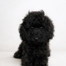 Pearl - Phantom female Goldendoodle puppy in Warrensburg, Missouri from Supreme Doodles