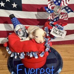 Miniature Australian Shepherd Puppies from Bee Positive Mini Aussies 🐝