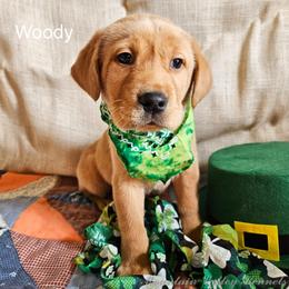 Labrador Retriever Puppies from Mountain Valley Kennels