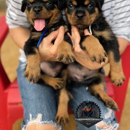 Rottweiler Puppies from Von Der Hing Rottweilers