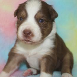 RubyBelle - Red tri-color female Australian Shepherd puppy in Granville, Ohio from River Trails Aussies