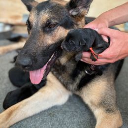 German Shepherd Puppies from German Shepherds