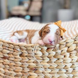 Priscilla - Red  female Goldendoodle puppy in Sulphur, Louisiana from Curly Q’s Of Carlyss