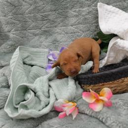 Miss Purple - Golden rust female Vizsla puppy in Lexington, Kentucky from Summit Vizsla (we can deliver to you)
