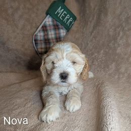 Nova Lee - Cream female Cockapoo puppy in Sunset, Louisiana from Cano Cockapoos
