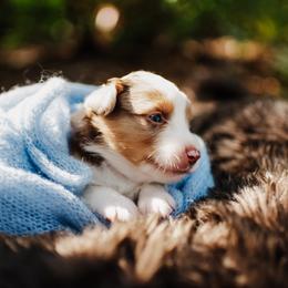 Miniature Australian Shepherd puppies from Tango Australian Shepherds and Minature American Shepherds