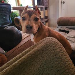 American Bully Puppies from Night Court Bullies
