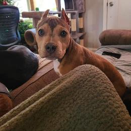 American Bully Puppies from Night Court Bullies
