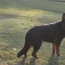 Marshall - German Shepherd