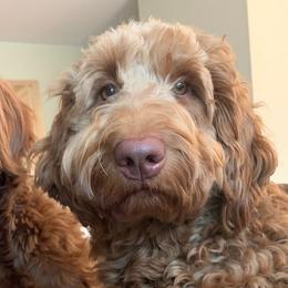 Goldendoodles from Fairwood Goldendoodles