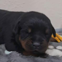 Yellow girl - Black and tan female Rottweiler puppy in Lake City, Florida from Haus Der Wut Kennels