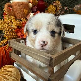 Taffy - Blue merle and white female American Corgi puppy in Paxton, Illinois from McGovern Family Corgis